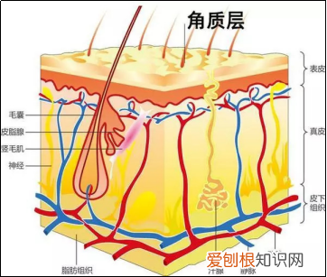 你真的认识你的皮肤吗？ 皮肤知识