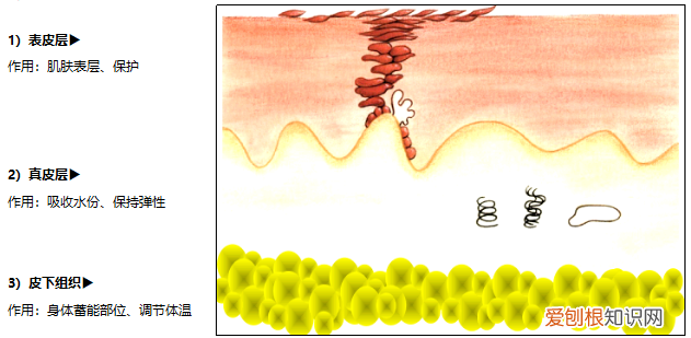 你真的认识你的皮肤吗? 皮肤知识