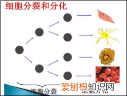 你真的认识你的皮肤吗？ 皮肤知识