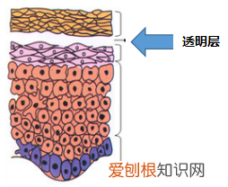 你真的认识你的皮肤吗？ 皮肤知识