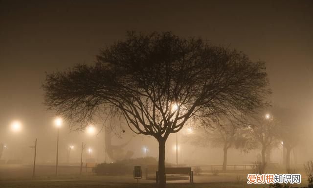 猴子去海滩游玩足迹是一条线,猴子足迹印图片