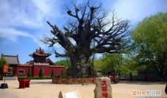 山西洪洞迁出的商姓支系