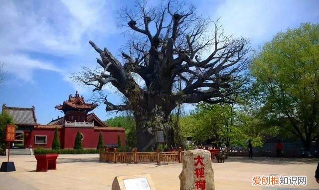 山西洪洞迁出的商姓支系