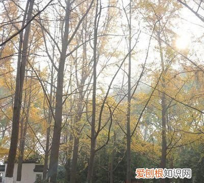 住高层楼哪层能长寿 住这楼层人竟多半长寿了