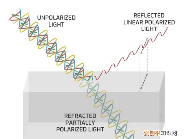 为什么现在下雨天也少有蜻蜓了？ 雨中蜻蜓
