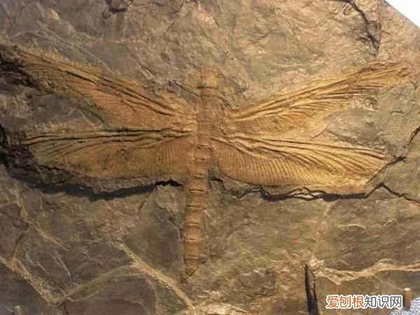 为什么现在下雨天也少有蜻蜓了？ 雨中蜻蜓