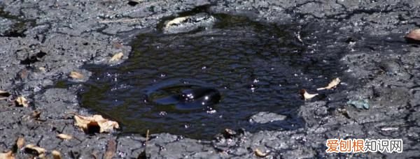 为什么现在下雨天也少有蜻蜓了？ 雨中蜻蜓