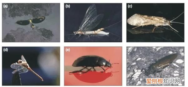 为什么现在下雨天也少有蜻蜓了？ 雨中蜻蜓