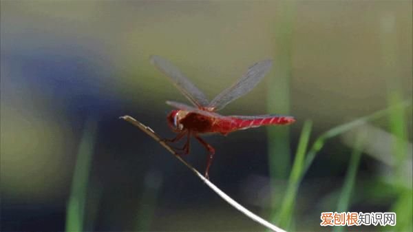 为什么现在下雨天也少有蜻蜓了？ 雨中蜻蜓