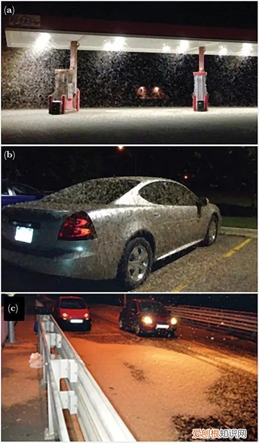 为什么现在下雨天也少有蜻蜓了？ 雨中蜻蜓