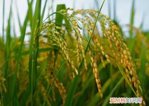 这些和农业生产有关的谚语,你听过几个 关于农业生产的谚语