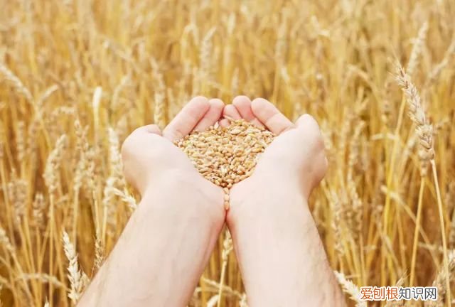 这些和农业生产有关的谚语,你听过几个 关于农业生产的谚语