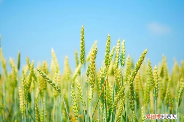 这些和农业生产有关的谚语,你听过几个 关于农业生产的谚语