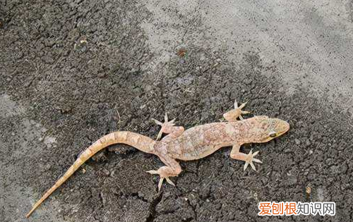 动物的尾巴有什么作用