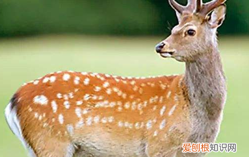 动物的尾巴有什么作用