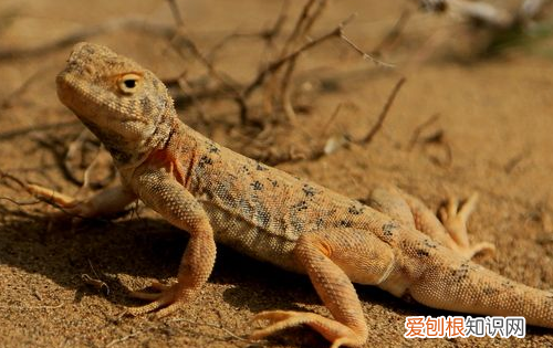 动物的尾巴有什么作用