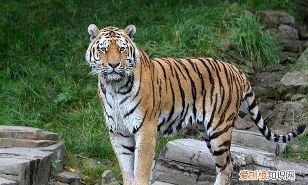 动物的尾巴有什么作用