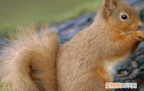 动物的尾巴有什么作用