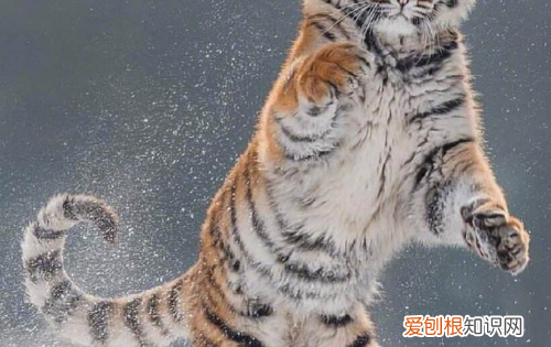 动物的尾巴有什么作用