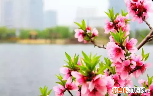 三月发朋友圈的唯美语录句子 三月你好唯美句子