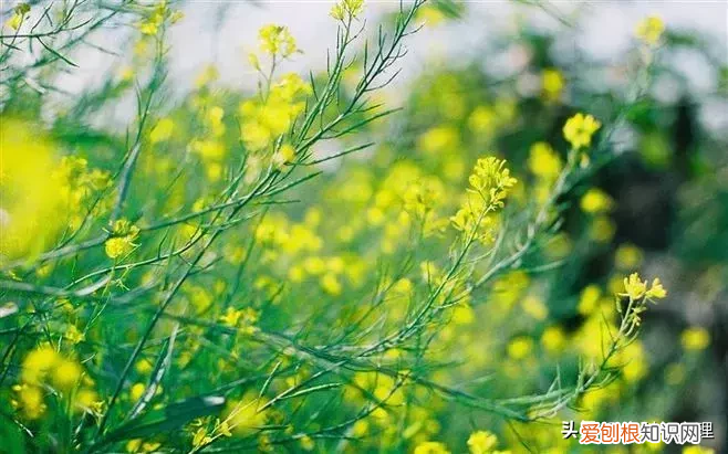 三月发朋友圈的唯美语录句子 三月你好唯美句子