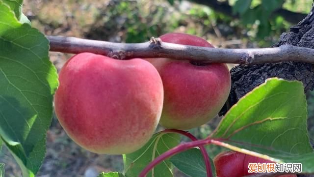 杏子和枇杷的区别,像杏子一样粉红色的水果