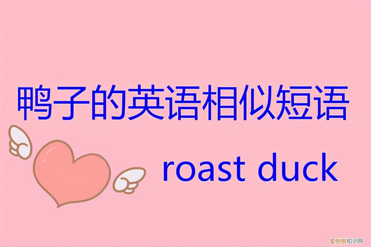 鸭子的英文是什么? 鸭子的英语是什么?