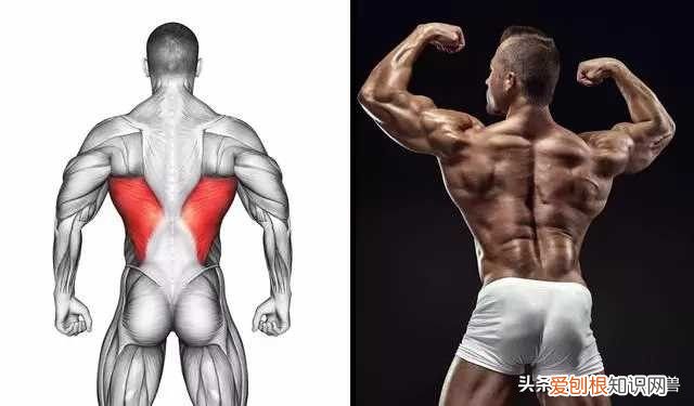 一直被低估的引体向上 引体向上的好处