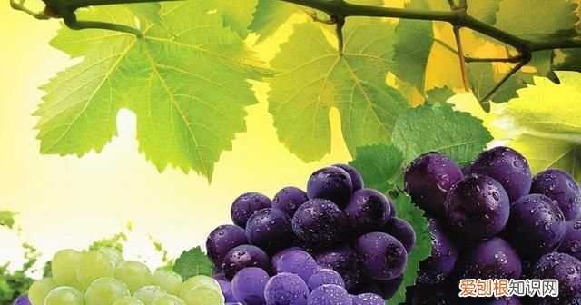 谈谈我们常吃的粮食蔬菜瓜果的由来和原产地是哪里