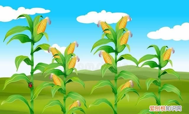 谈谈我们常吃的粮食蔬菜瓜果的由来和原产地是哪里