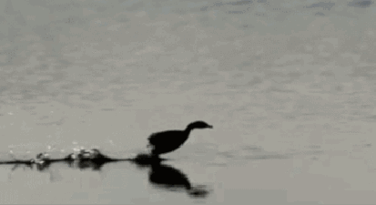 教你一个快速制作GIF动图的方法！ 如何制作动态图片