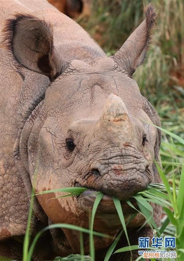 广州：探访亚洲独角犀牛 亚洲犀牛角