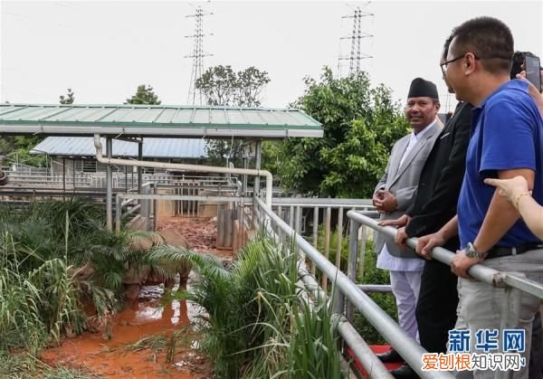 广州：探访亚洲独角犀牛 亚洲犀牛角