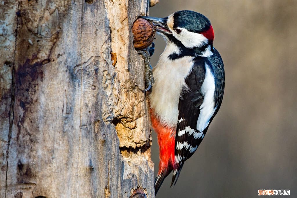 啄木鸟的童话故事 啄木鸟的童话故事作文400字