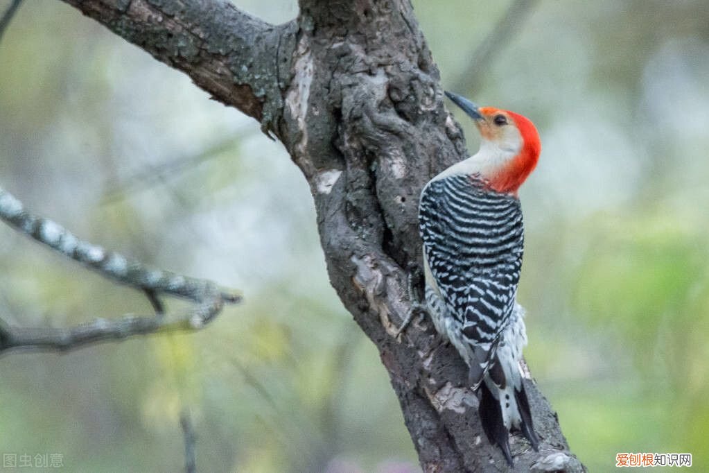 啄木鸟的童话故事 啄木鸟的童话故事作文400字