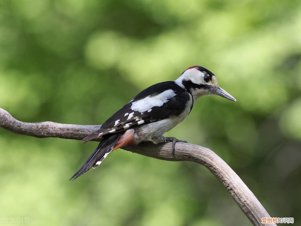 啄木鸟的童话故事 啄木鸟的童话故事作文400字