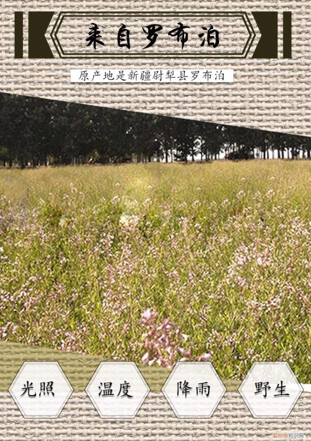 新疆罗布麻茶能降血压吗? 新疆罗布麻茶