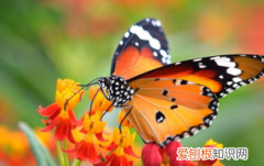 蝴蝶效应是什么意思