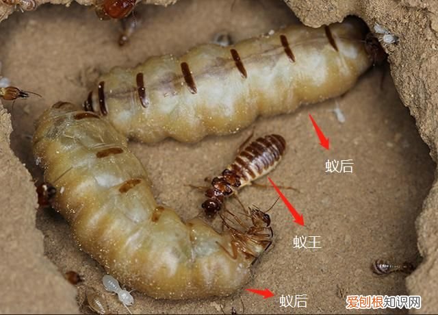白蚁蚁后的产卵速度有多快? 蚁后是怎么产生的