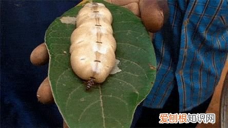 白蚁蚁后的产卵速度有多快? 蚁后是怎么产生的