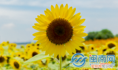 教师节贺卡祝福语大全  赞美老师的名言佳句