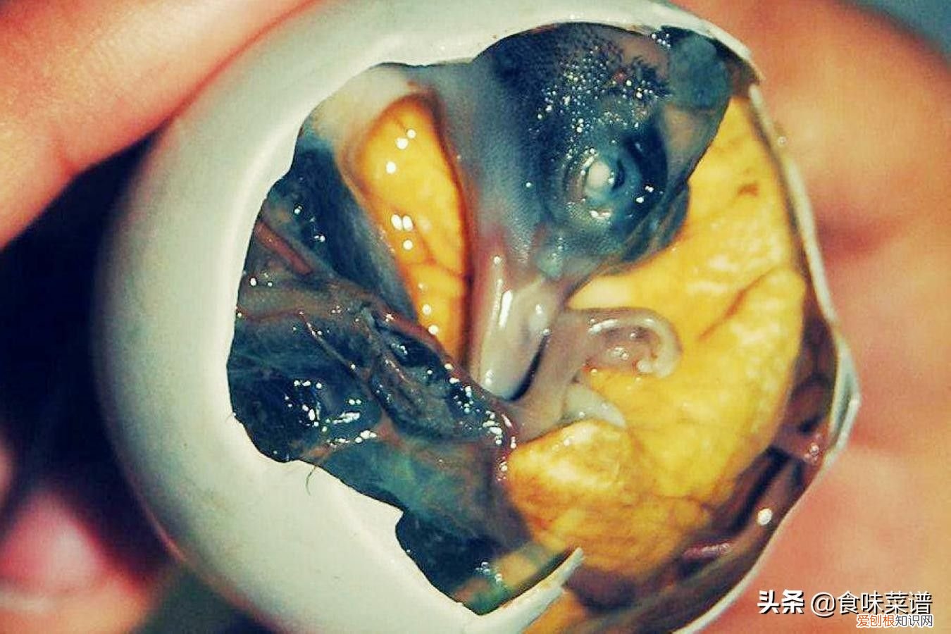 毛鸡蛋有毒吗？ 毛鸡蛋是什么东西