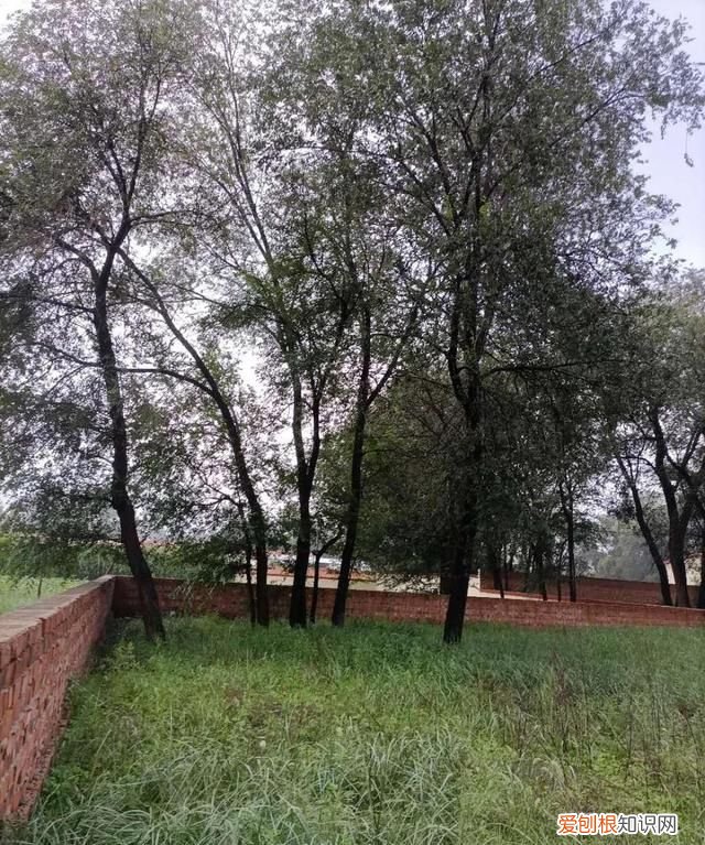 清明节怀念先人散文 消失的村庄感人的散文