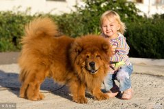 纯种松狮犬多少钱一只 松狮多少钱