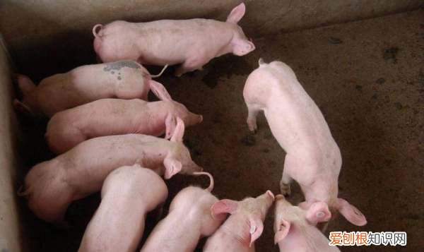 小猪吐奶是怎么回事，仔猪吐奶拉稀是什么原因