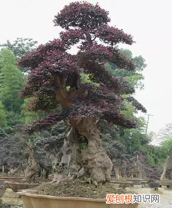 红花檵木盆景的鉴赏与制作管理 红花继木盆景