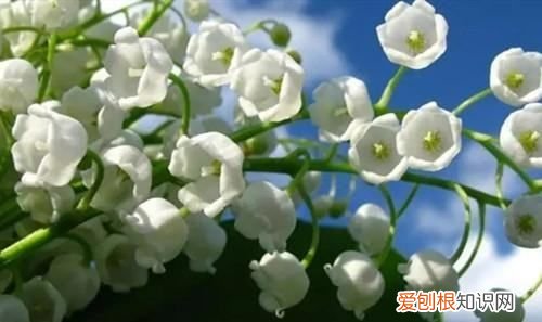 铃兰叶子发黄怎么办，铃兰叶子为什么发黄