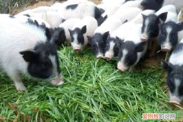 养殖业什么最赚钱农村 养殖业什么最赚钱