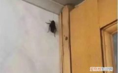 蟑螂怕香水可怕，蟑螂怕花露水的味道