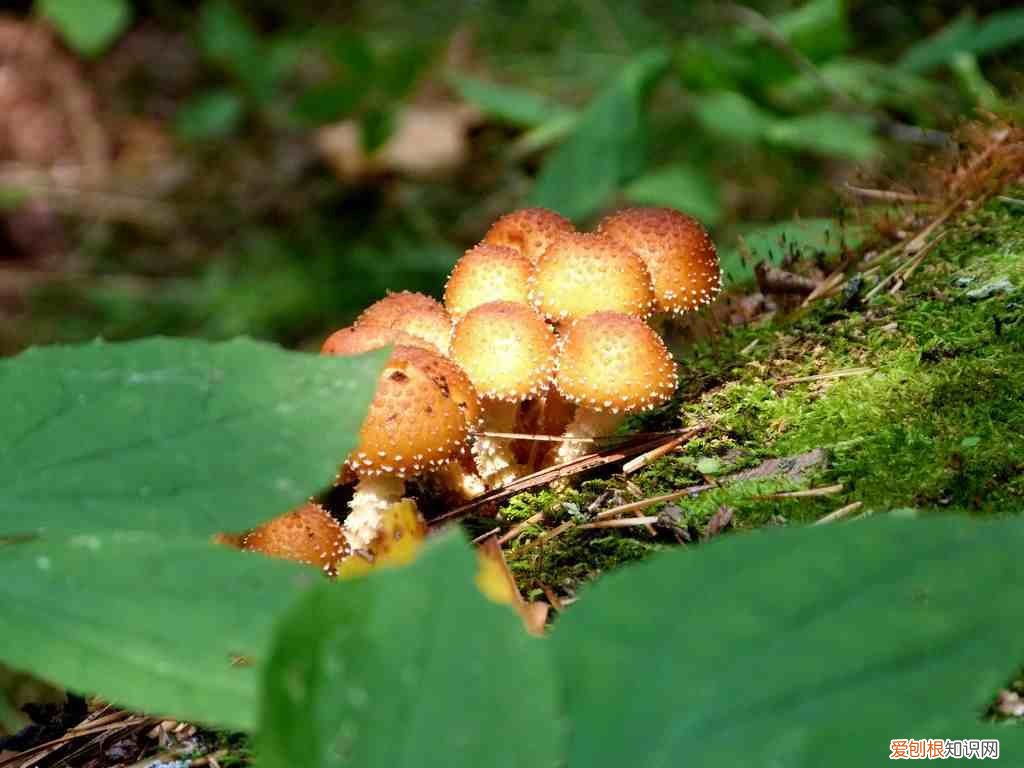 舌尖上的中国美食观后感 舌尖上的中国观后感